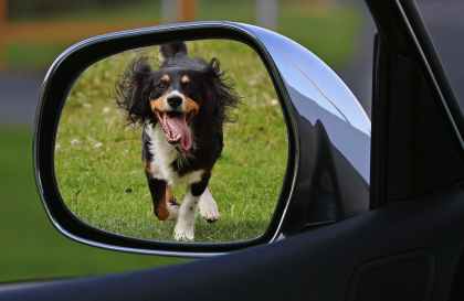 dog-expose-drive-away-animal-welfare-160738.jpeg