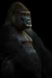 gorilla-silverback-ape-animal-39338.jpeg