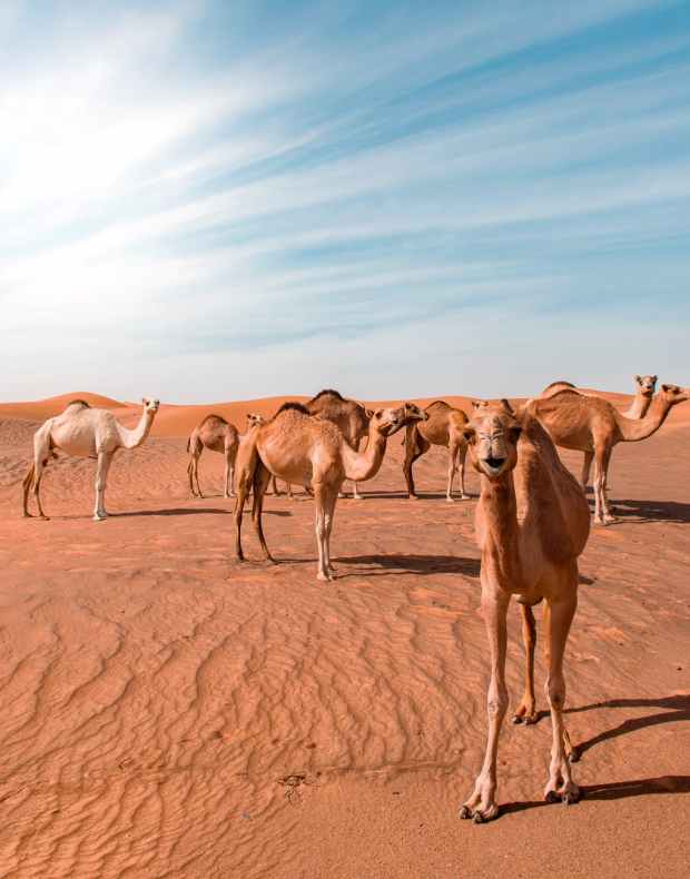bunch of camels in desert dune